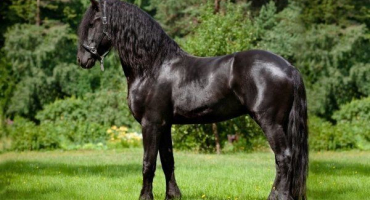 Fríský kůň: rysy vzhledu, charakteru a obsahu